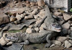 Two Chinese alligators among rocks