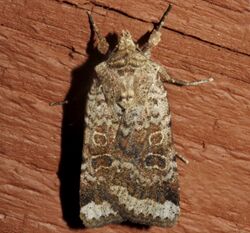 Abagrotis scopeops 02.jpg