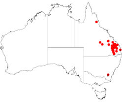 Acacia semirigidaDistMap803.png