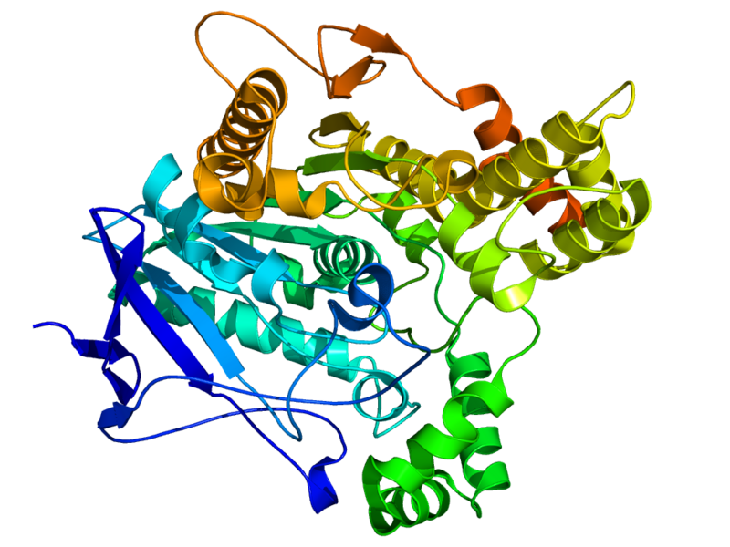 File:Acethylcholinesterase TC 1EA5.png
