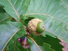 Acorn of Quercus crispula.JPG