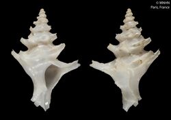 Actinotrophon tenuis (MNHN-IM-2000-240).jpeg