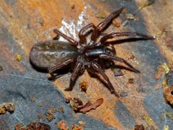 Agelenid Spider (Coelotes terrestris) (13540824473).jpg