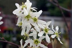 Amelanchier x grandiflora Autumn Brilliance 0zz.jpg