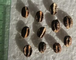 Ampelocissus martinii seeds, by Omar Hoftun.jpg
