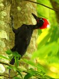 Andaman Woodpecker (Dryocopus hodgei) on a tree.jpg