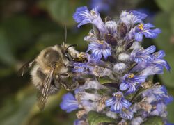 Anthophora plumipes male.jpg