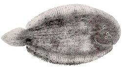 Apionichthys finis.jpg