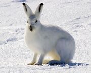 White hare