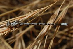 Argia vivida-Male-2.jpg