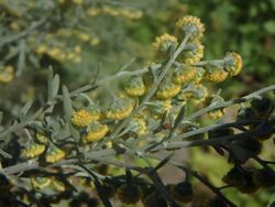 Artemisia thuscula (Asteraceae) (1).jpg