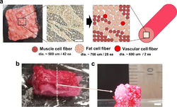 Assembly of fibrous muscle, fat, and vascular tissues to cultured steak.webp