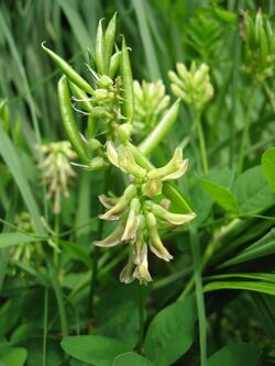 Astragalus glycyphyllos fruit.jpg