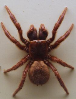 AustralianMuseum spider specimen 20.JPG