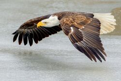 Bald Eagle flying over ice (Southern Ontario, Canada).jpg