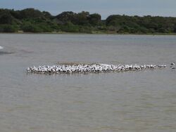 a flock of a few hundred brown and white birds in a shallow lake