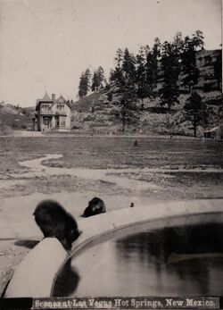Bears drinking from fountain, Las Vegas Hot Springs, c.1878–1898.jpg