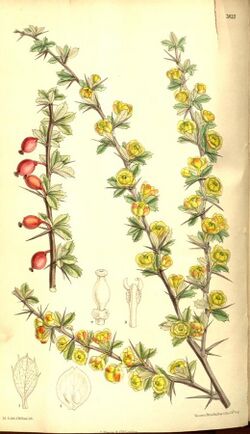 Berberis dictyophylla.jpg