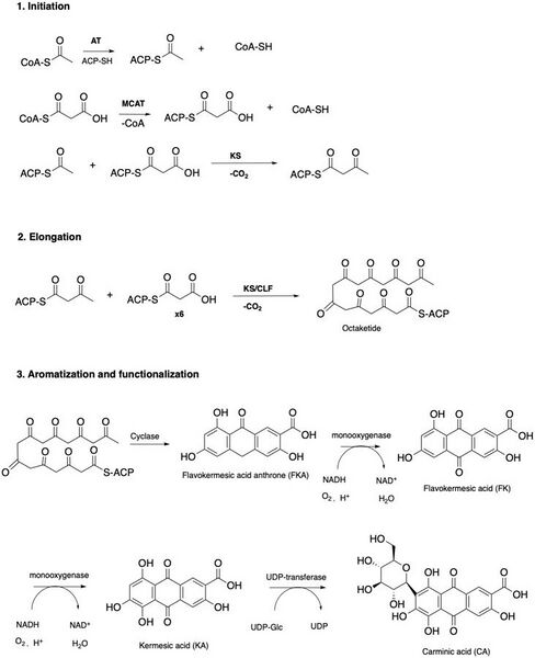 File:Biosynthesis of carminic acid.jpg