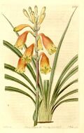 Blandfordia grandiflora.jpg