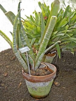 Bromeliaceae - Billbergia alfonsi-johannis.JPG