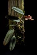 Bulbophyllum frostii Summerh., Bull. Misc. Inform. Kew 1928 76 (1928) (42051065635).jpg