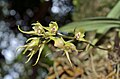 Bulbophyllum insulsum 穗花捲瓣蘭(黑豆蘭) (38176668664).jpg