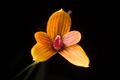 Bulbophyllum pardalotum (Luzon, Philippines) Garay, Hamer & Siegerist, Lindleyana 10- 177 (1995) (24139625987).jpg