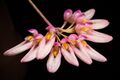 Bulbophyllum sp. Cirrhopetalum type (43115320954).jpg