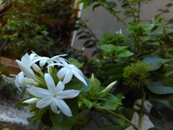 Bunch of jasmine flowers.jpg