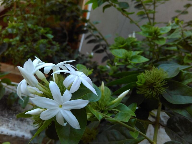 File:Bunch of jasmine flowers.jpg