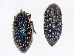 Buprestidae - Julodis viridipes.JPG