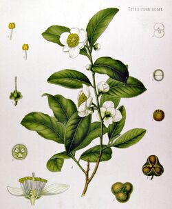 A botanical drawing showing a plant with green leaves and white flowers