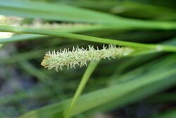 Carex hispida kz2.jpg