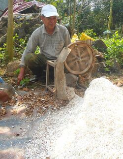 Cassava being grated.jpg