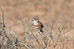 Chestnut-breasted Whiteface (Aphelocephala pectoralis) perched.jpg