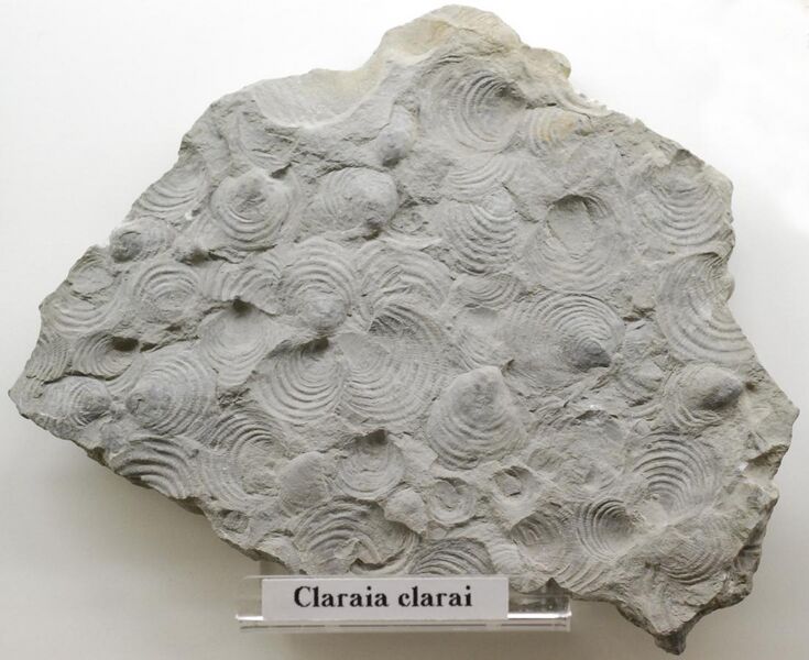 File:Claraia Clarai Museum Gröden.jpg