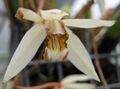 Coelogyne trinervis 3, Serres d'Auteuil, Paris, France.jpg