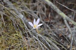 Colchicum corsicum.JPG