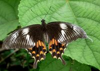 Common Mormon Papilio polytes Female Form Romulus by kadavoor.jpg