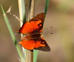Common Scarlet (Axiocerses tjoane) - Flickr - berniedup, crop.jpg