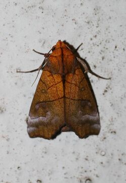 Cosmophila scitipennis = Anomis scitipennis (Noctuidae Catocalinae).jpg