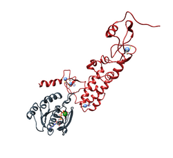 Crystal structure of Human Rubicon protein bound to Rab7-GTP.png