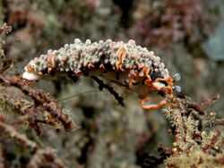 Dermatobranchus ornatus (Arminidae nudibranch).jpg