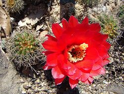 Echinopsis crassicaulis (8410101402).jpg