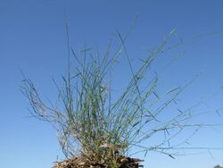 Entolasia marginata plant7 NC - Flickr - Macleay Grass Man.jpg