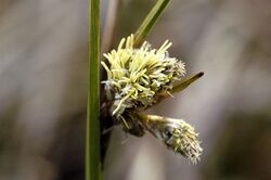 Eriophorum.angustifolium.flower.jpg