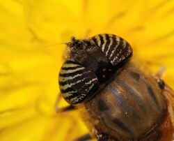 Eristalinus November 2007-2 edit.jpg