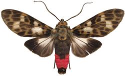 Eucereon metoidesis - Guyane.jpg