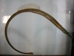 Example of a northern Pipefish Syngnathus fuscus.jpg